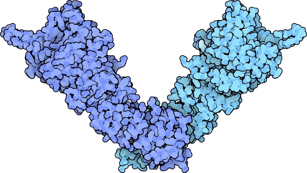 hsp90 protein model